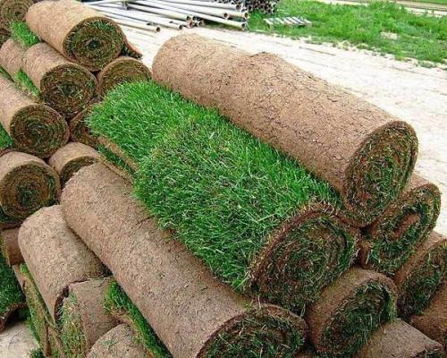 Рулонная трава. Описание и особенности рулонного газона