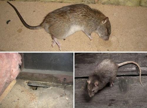 Как избавиться от крысы в доме. Как навсегда избавиться от крыс в частном доме народными средствами