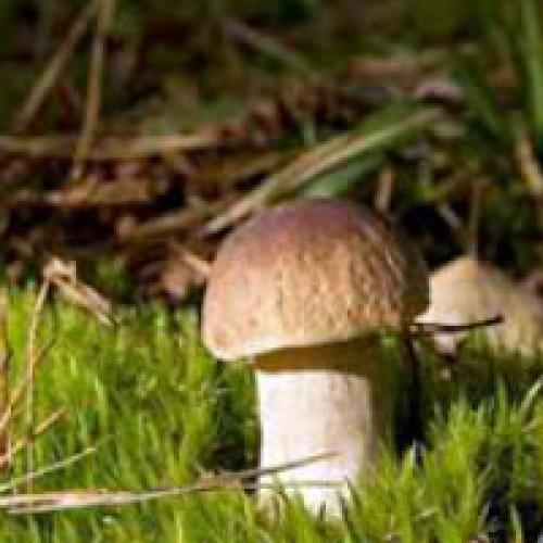 Выращивание белых грибов в домашних условиях. Как выращивать и хранить белые грибы
