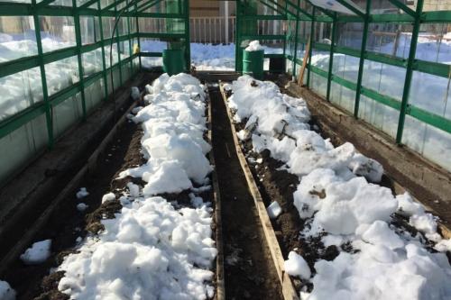Грунт для теплицы готовим к весенней посадке. Подготовка согревающего грунта в теплице весной 06 Грунт для теплицы готовим к весенней посадке. Подготовка согревающего грунта в теплице весной 06