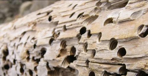 Какие шаги предпринять для защиты дерева от влаги и вредителей. Защита дерева от влаги: как и чем обработать