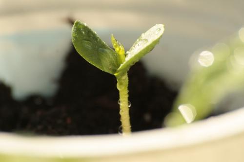 Как вырастить яблоню из семечки в домашних условиях. Подготовка и