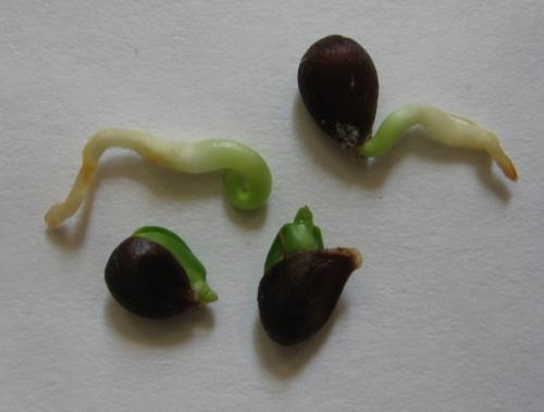 Как вырастить яблоню из семечки в домашних условиях. Подготовка и