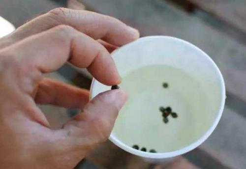 Как вырастить яблоню из семечки в домашних условиях. Подготовка и