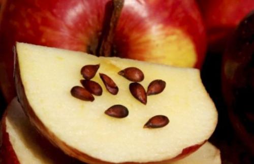 Как вырастить яблоню из семечки в домашних условиях. Подготовка и