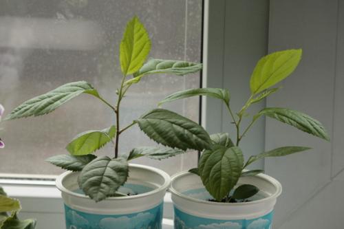 Как вырастить яблоню из семечки в домашних условиях. Подготовка и