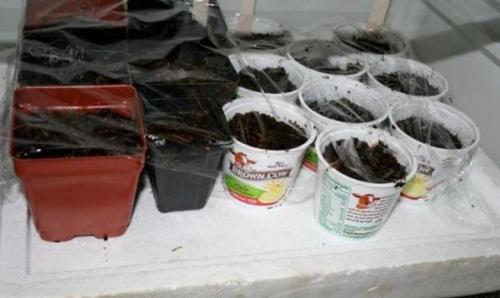 Как вырастить яблоню из семечки в домашних условиях. Подготовка и