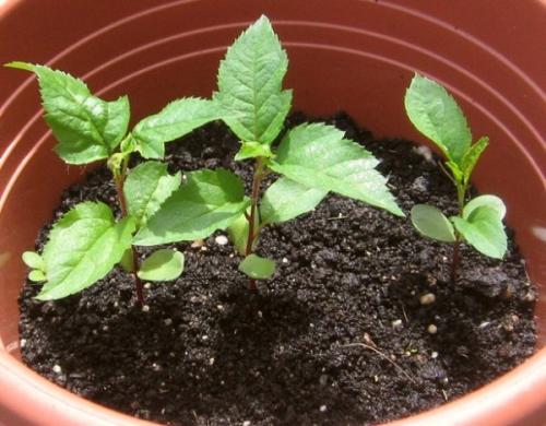 Как вырастить яблоню из семечки в домашних условиях. Подготовка и