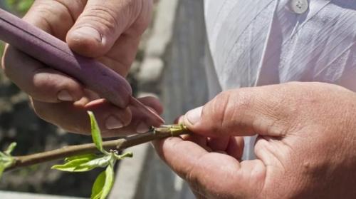 Как вырастить яблоню из ветки. Особенности и технология размножения яблони черенками
