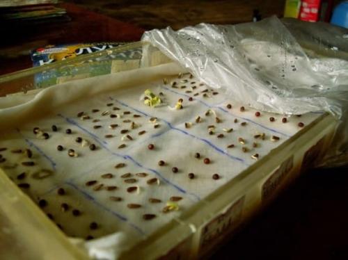 Как вырастить яблоню из семечки в домашних условиях. Подготовка и