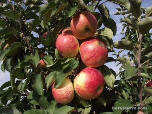 Особенности выращивания колоновидных яблонь. Ботаническое описание 05 Особенности выращивания колоновидных яблонь. Ботаническое описание 05