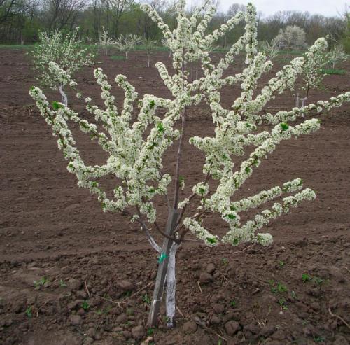 Уход за яблоней круглый год. Как ухаживать в весеннее время