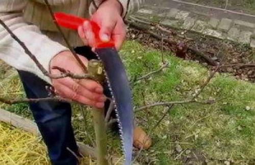 Колоновидная яблоня обрезка. Формировка