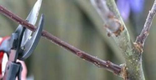 Колоновидная яблоня обрезка. Формировка