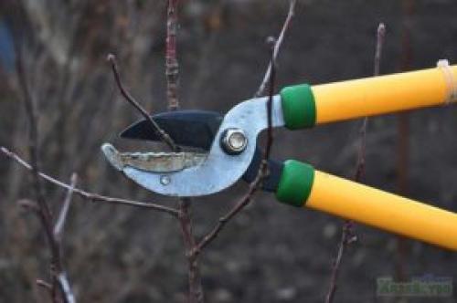 Колоновидная яблоня обрезка. Формировка