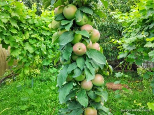 Особенности выращивания колоновидных яблонь. Ботаническое описание 06 Особенности выращивания колоновидных яблонь. Ботаническое описание 06