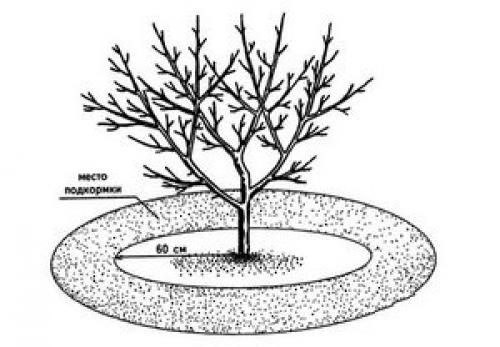 Уход за молодыми яблонями в августе. Подкормка в разное время года