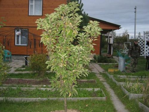 Колоновидная яблоня обрезка. Формировка