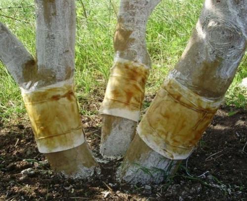 Уход за яблоней летом. Как правильно должна выполняться обработка яблонь от вредителей и болезней летом