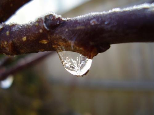 Как ухаживать яблоней. Уход за яблоней в феврале