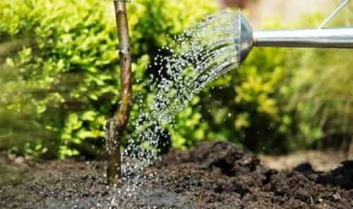 Уход за молодыми яблонями осенью. Уход за яблоней осенью