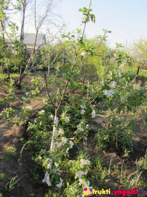 Уход за яблоней во время цветения. Особенности внесения удобрения в период цветения