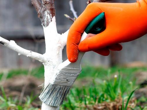 Как ухаживать за яблоней в течение года. Уход в весенний период 02