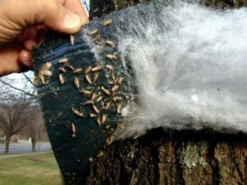 Уход за яблоней летом. Как правильно должна выполняться обработка яблонь от вредителей и болезней летом