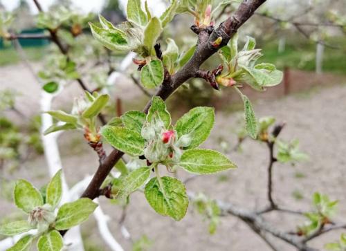 Уход за яблоней круглый год. Календарь ухода за яблоней и грушей на весь год! Для вашего удобства и больших урожаев