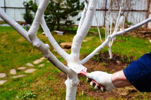 Уход за молодыми яблонями осенью. Уход за яблоней осенью