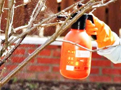 Уход за яблоней после посадки весной. В какое время сажать 02 Уход за яблоней после посадки весной. В какое время сажать 02