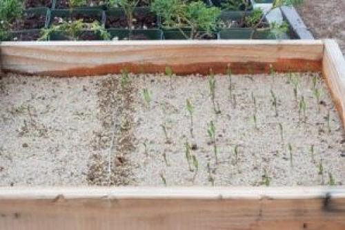 Как растет яблоня из косточки. Стратификация