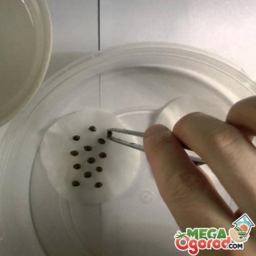 Росток яблони взошедший из семян. Подбор и подготовка семян для посадки