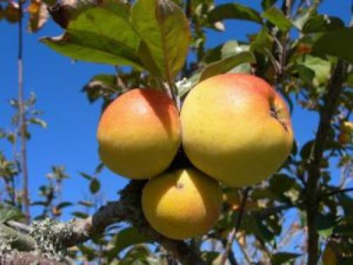 Уход за молодыми яблонями осенью. Уход за яблоней осенью