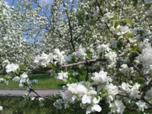 Уход за яблоней весной борьба с вредителями. Грамотный уход за яблонями весной. Советы агрономов для отличного урожая