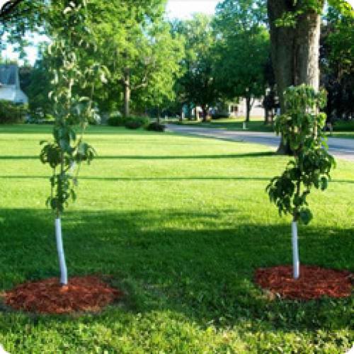 Яблоня первый год после посадки. КАК ПРАВИЛЬНО ПОСАДИТЬ И ВЫРАСТИТЬ ЯБЛОНЮ