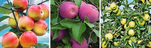 Яблоня первый год после посадки. КАК ПРАВИЛЬНО ПОСАДИТЬ И ВЫРАСТИТЬ ЯБЛОНЮ