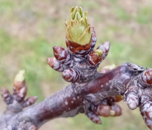 Уход за яблоней. Календарь ухода за яблоней и грушей на весь год! Для вашего удобства и больших урожаев