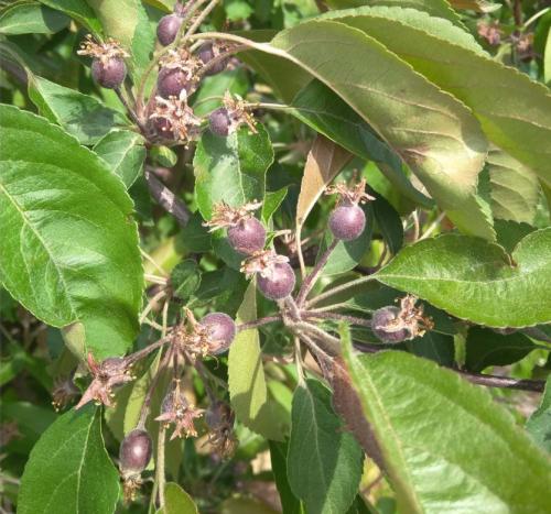 Уход за яблоней. Календарь ухода за яблоней и грушей на весь год! Для вашего удобства и больших урожаев