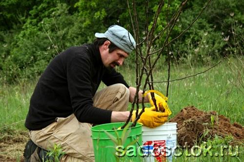 Уход за молодыми деревьями весной. Уход за молодыми плодовыми деревьями