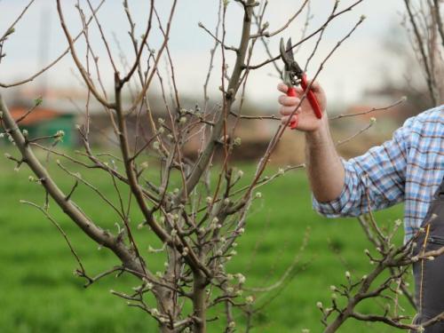 Уход за саженцами яблони и груши. Формирование юного скороплодного саженца