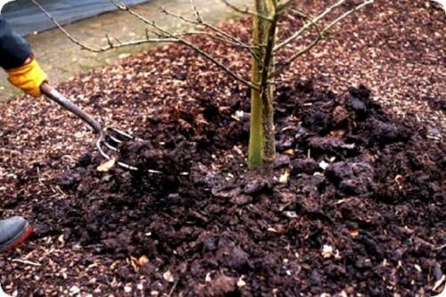 Уход за яблонями весной и осенью после сбора урожая. Правильный уход за яблонями летом и осенью – секреты садоводов