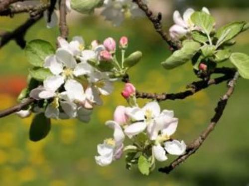 Посадка яблони весной в сибири. Инструкция, как правильно посадить яблоню весной