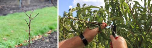 Обрезка яблонь и груш весной. ОСОБЕННОСТИ ОБРЕЗКИ ПЛОДОВЫХ ДЕРЕВЬЕВ ВЕСНОЙ: СОВЕТЫ ДЛЯ НАЧИНАЮЩИХ САДОВОДОВ
