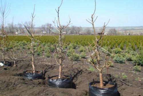 Посадка яблони весной в сибири. Инструкция, как правильно посадить яблоню весной