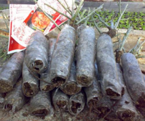 Посадка яблони весной в сибири. Инструкция, как правильно посадить яблоню весной