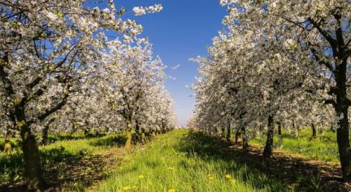 Яблони на болоте: 3 совета, чтобы получить урожай при близком расположении грунтовых вод