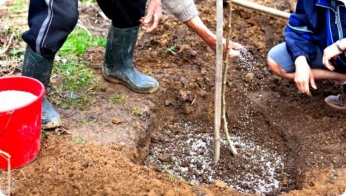 Уход за яблонями весной и осенью после сбора урожая. Правильный уход за яблонями летом и осенью – секреты садоводов
