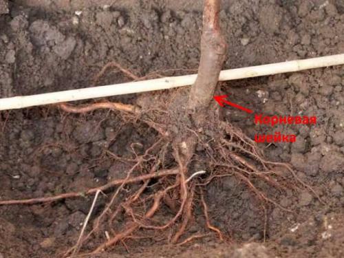 Уход за саженцами яблони весной. Посадка (основа основ)