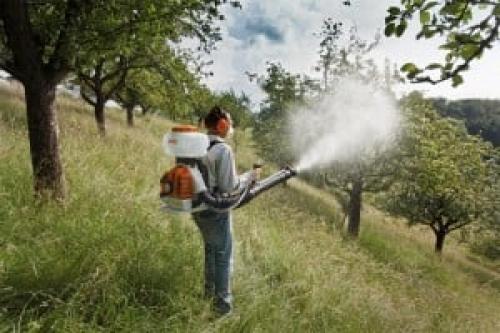 Уход за грушей весной. Правильный уход за грушей весной - залог богатого урожая осенью